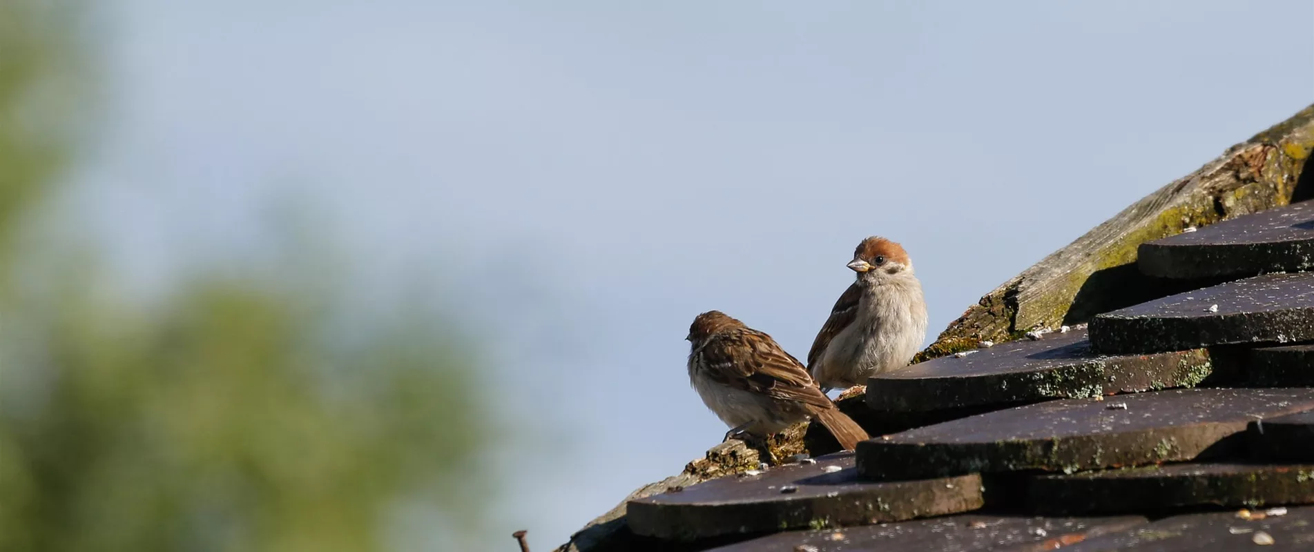 Jetzt Stauden kaufen!