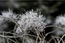 Calamagrostis brachytricha Staude im 9x9 cm Vierecktopf