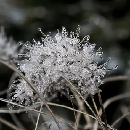 Calamagrostis brachytricha