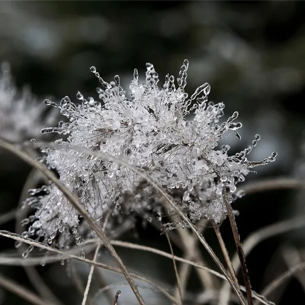 Calamagrostis brachytricha