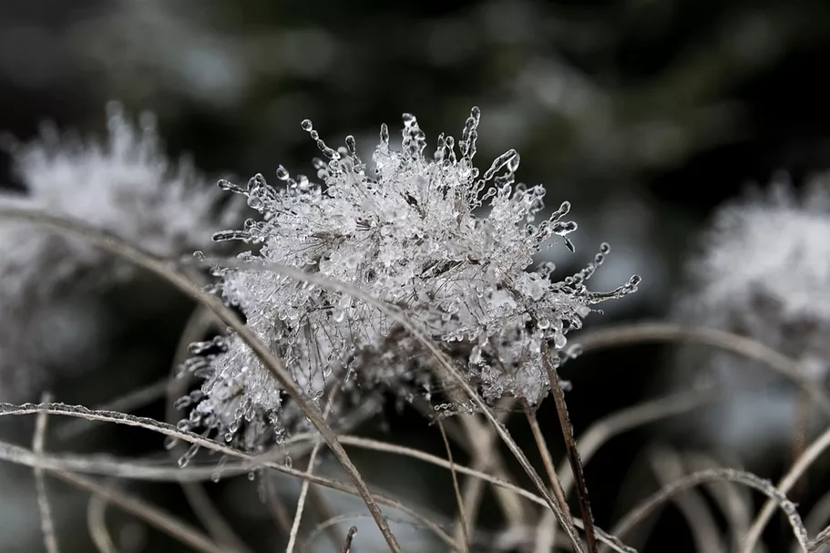 Calamagrostis brachytricha Staude im 9x9 cm Vierecktopf