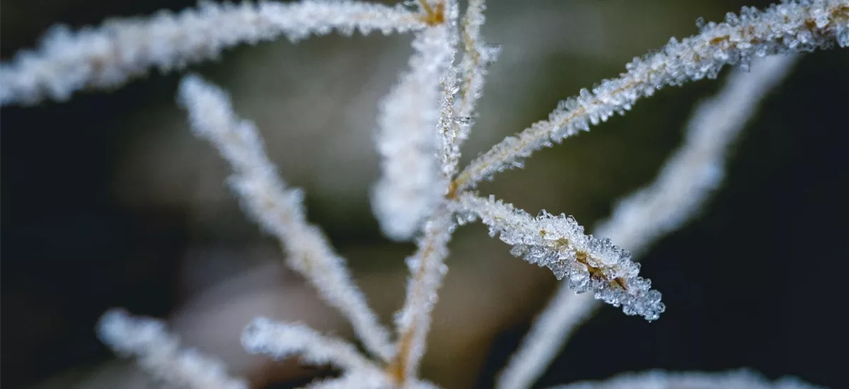 Miscanthus sinensis 'Silberspinne' (pot 11 cm) Staude im 11x11 cm Topf