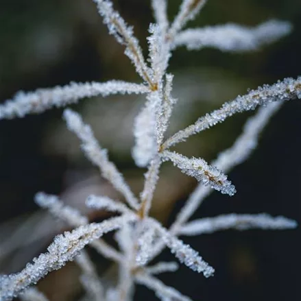 Miscanthus sinensis 'Silberspinne' (pot 11 cm)
