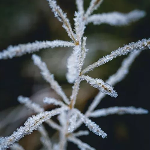 Miscanthus sinensis 'Silberspinne' (pot 11 cm)