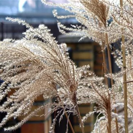 Cortaderia selloana 'Evita' (pot 11 cm)