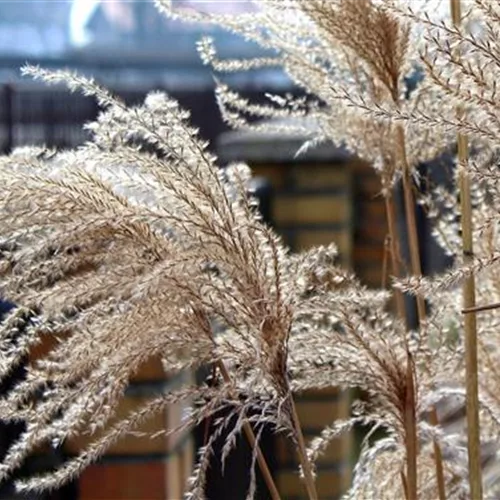 Cortaderia selloana 'Evita' (pot 11 cm)