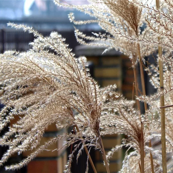 Cortaderia selloana 'Evita' (pot 11 cm)