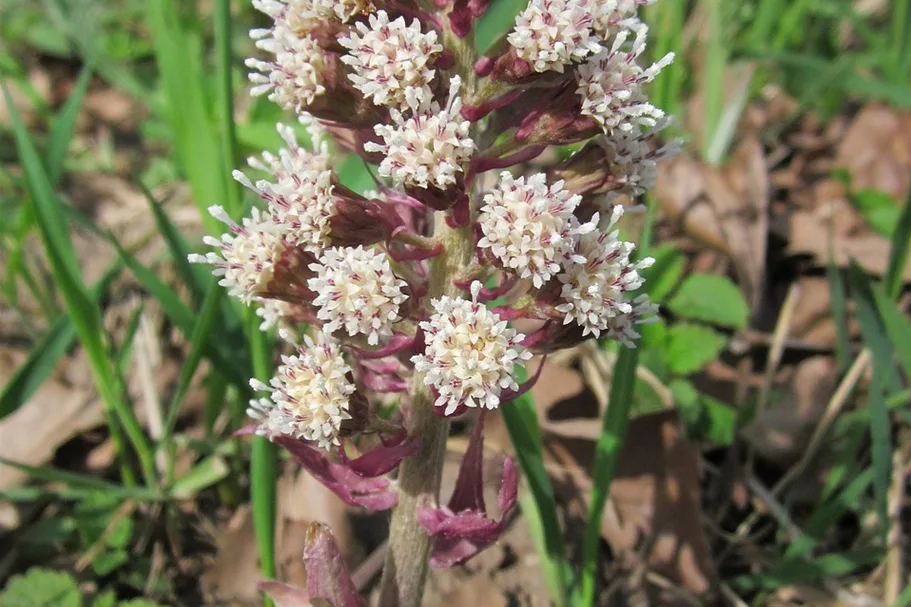 Petasites fragrans Staude im 9x9 cm Vierecktopf