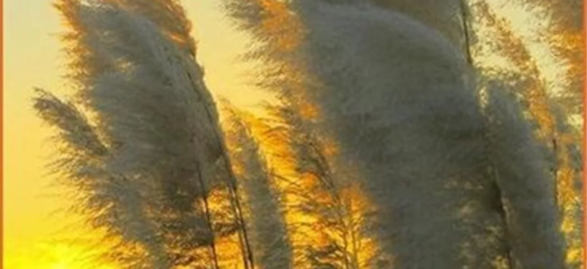 Cortaderia selloana 'Sunningdale Silver' (pot 11 cm) Staude im 11x11 cm Topf