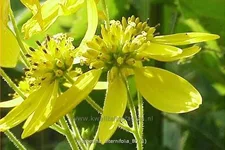 Verbesina alternifolia Staude im 9x9 cm Vierecktopf