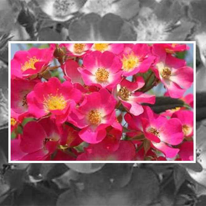Heckenrosen als frei wachsende blühende Rosenhecke