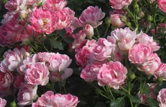 Kompakte Zwergrosen als blühende Rosen für kleine Flächen