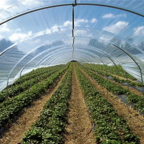 Folientunnel <6 m> - Römi® Profiline