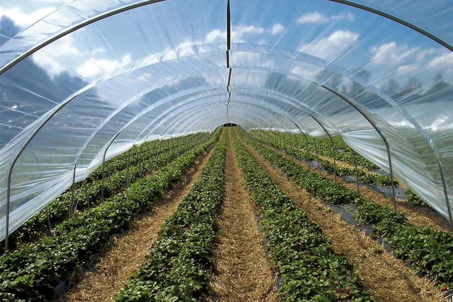 Folientunnel <6 m> - Römi® Profiline Set: RÖMI 6,00x10m Profiline
