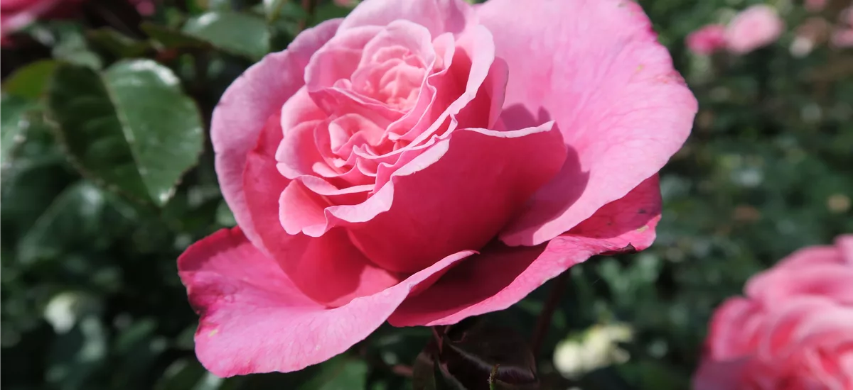 Rosa 'Wildberry' ® 5 Liter Topf