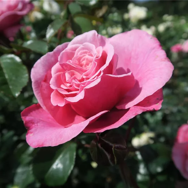 Rosa 'Wildberry' ®