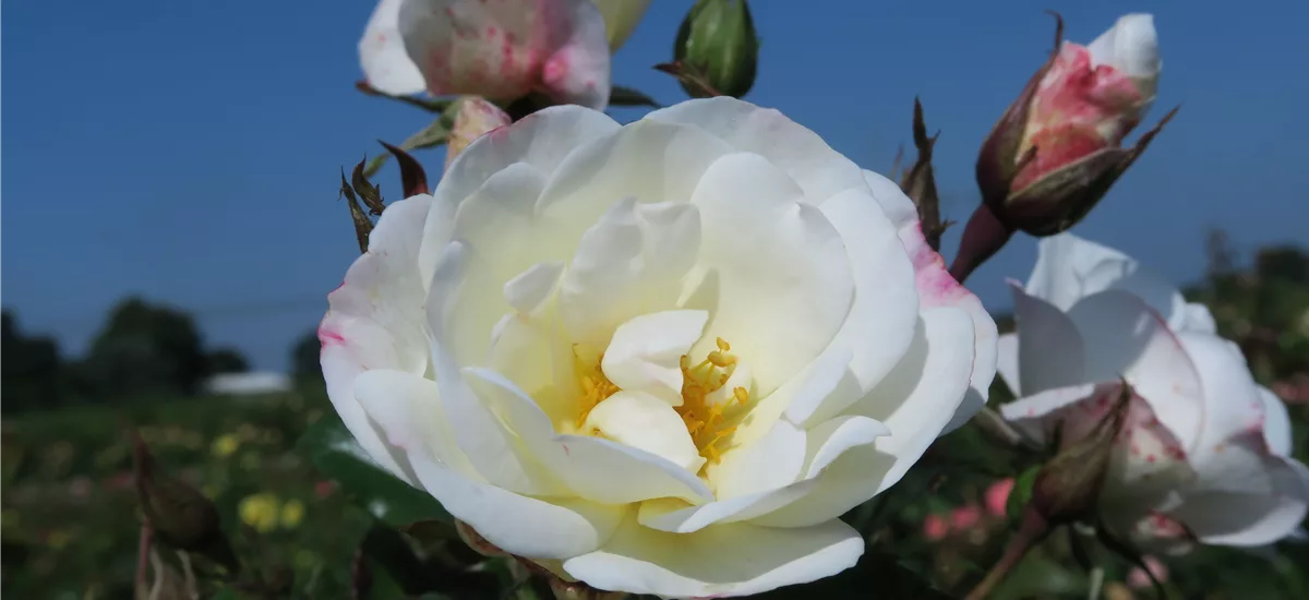 Rosa 'Weiße Wolke' ® 5 Liter Topf