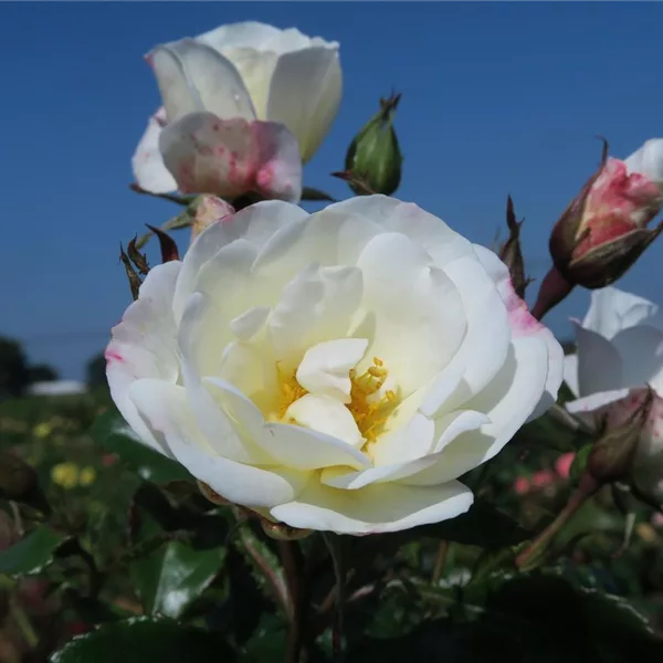 Rosa 'Weiße Wolke' ®