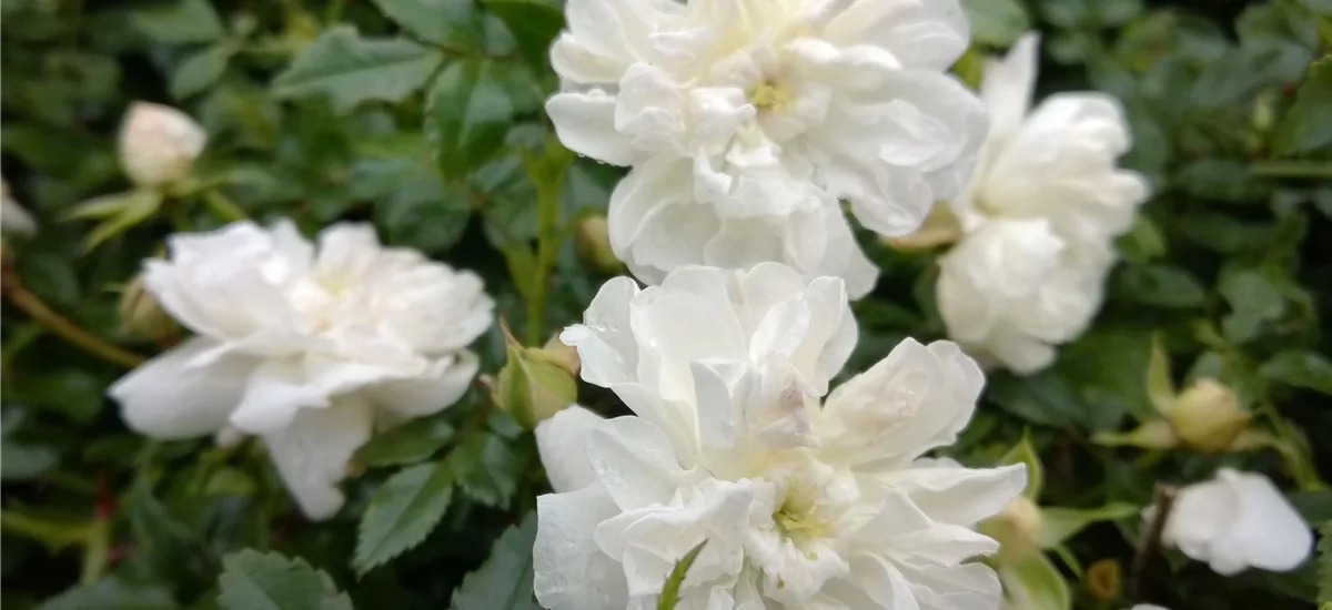 Rosa 'weiße The Fairy' 2 Liter Topf, Wurzelecht 