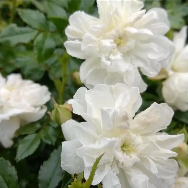 Rosa 'weiße The Fairy' 