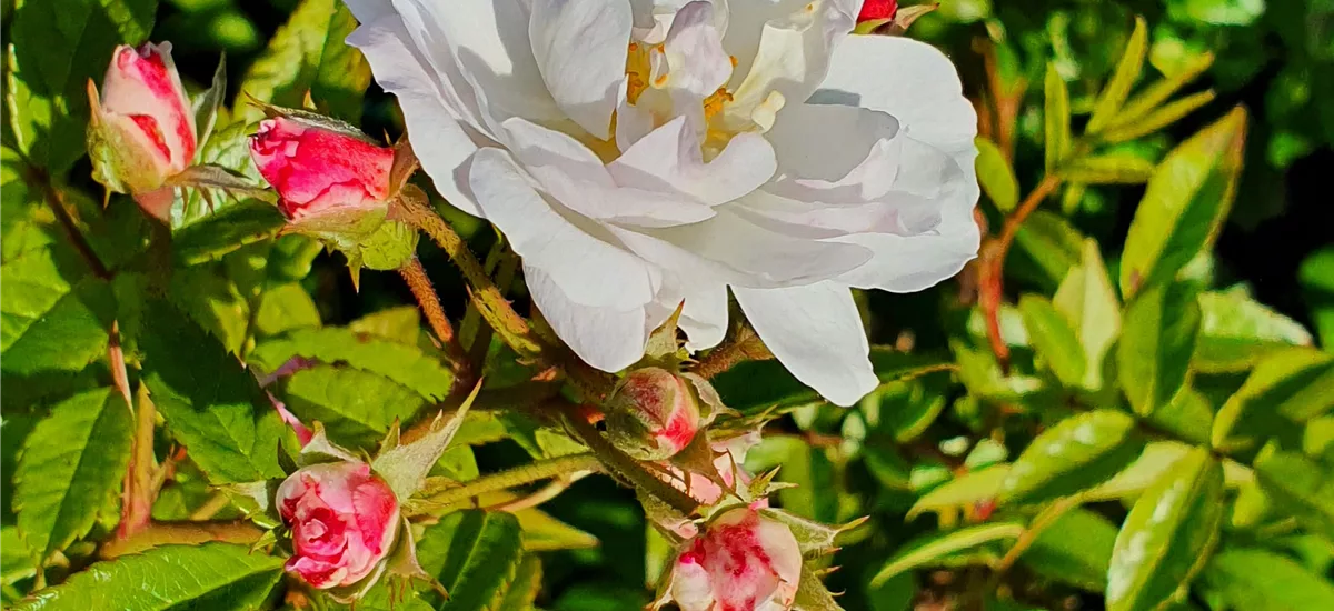 Rosa 'Sweet Siluetta'® 5 Liter Topf