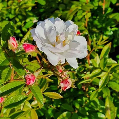 Rosa 'Sweet Siluetta'®