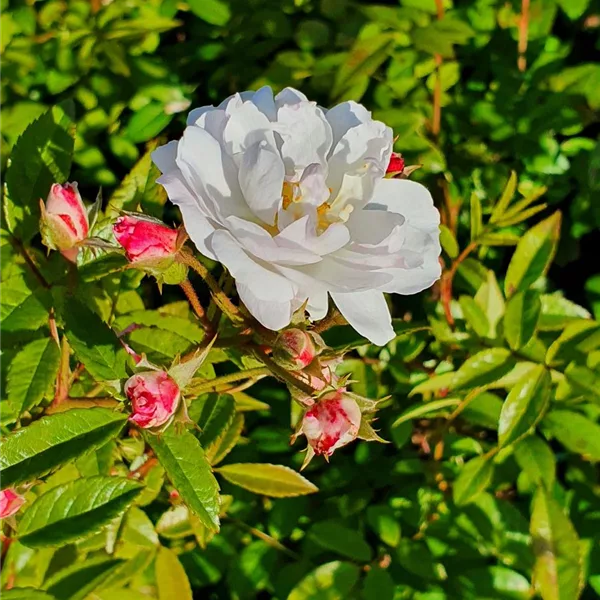 Rosa 'Sweet Siluetta'®