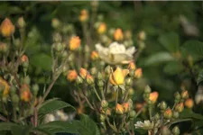 Rosa 'Sunny Siluetta' ® 5 Liter Topf