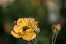Rosa 'Sunny Siluetta' ® 5 Liter Topf