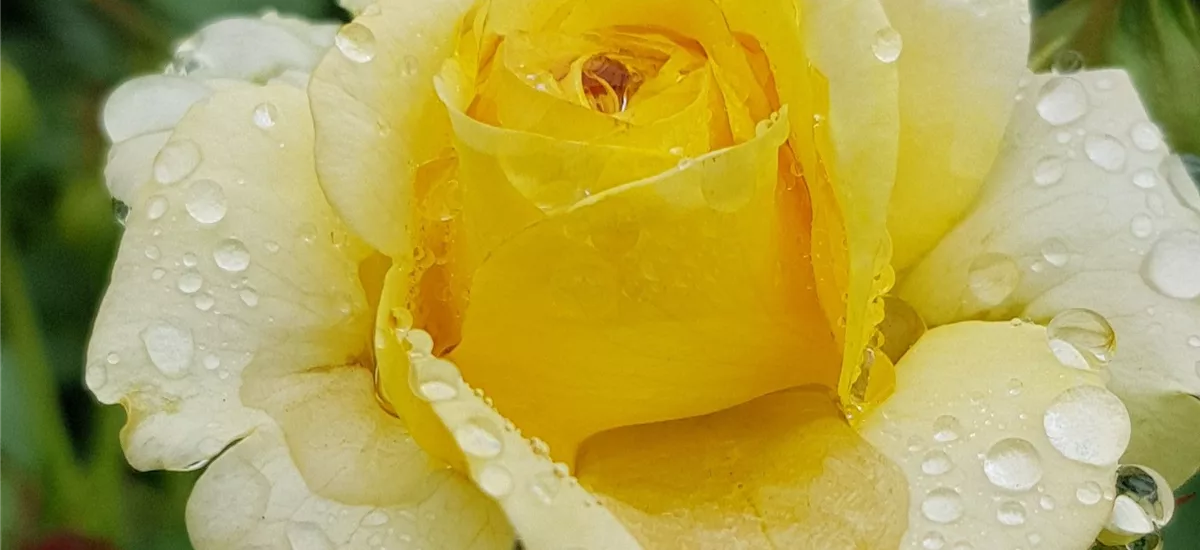 Rosa 'Sunmaid' ® 4 Liter Topf