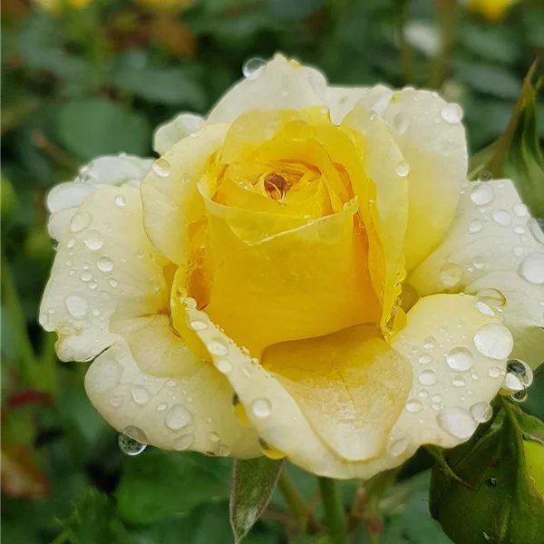 Rosa 'Sunmaid' ®