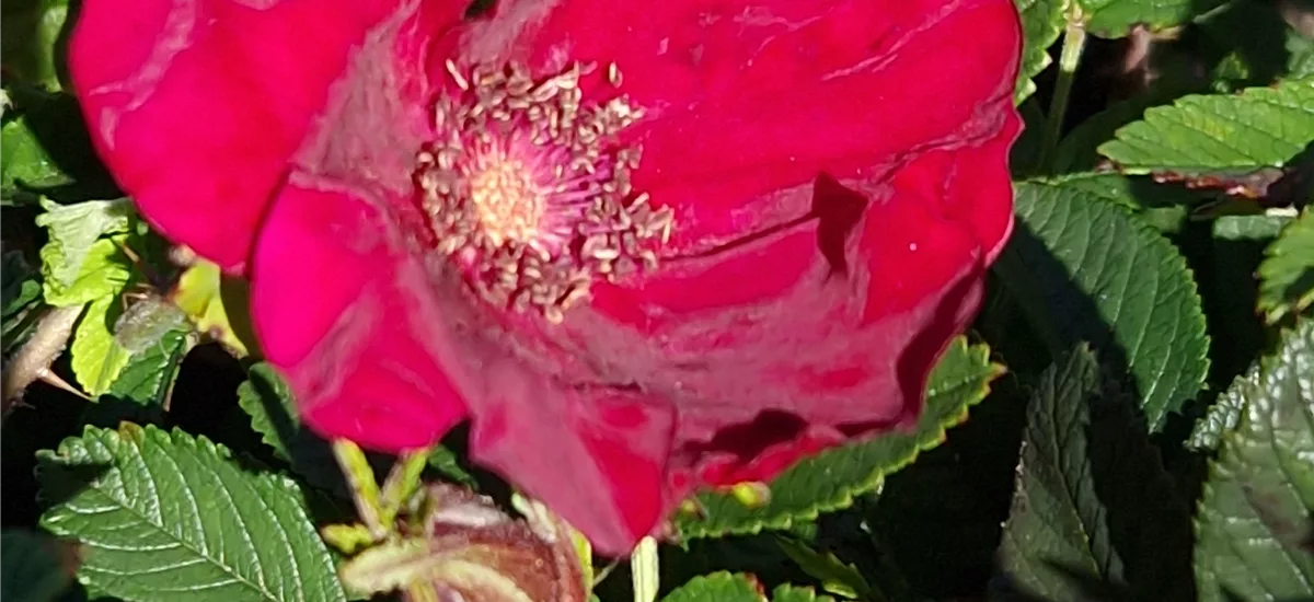 Rosa 'Strandperle Norderney' ® 2 Liter Topf