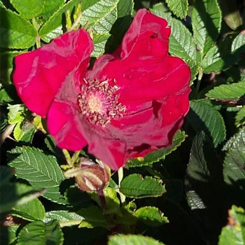 Rosa 'Strandperle Norderney' ®
