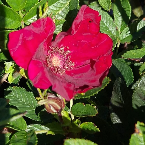 Rosa 'Strandperle Norderney' ®