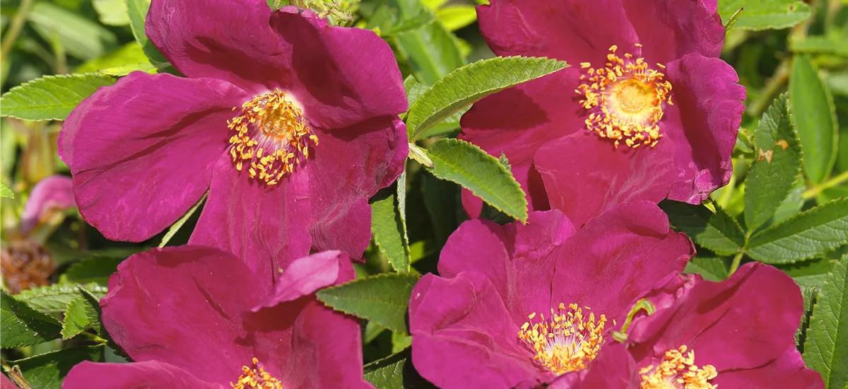 Rosa 'Strandperle Amrum' ® 2 Liter Topf