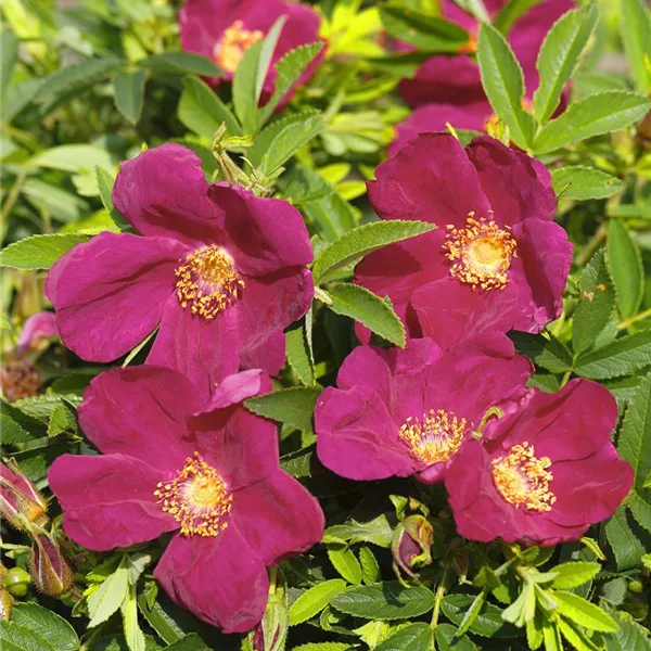 Rosa 'Strandperle Amrum' ®
