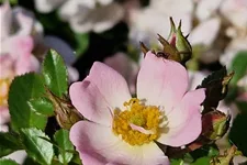 Rosa 'Sternenhimmel' ® 4,5 Liter Topf