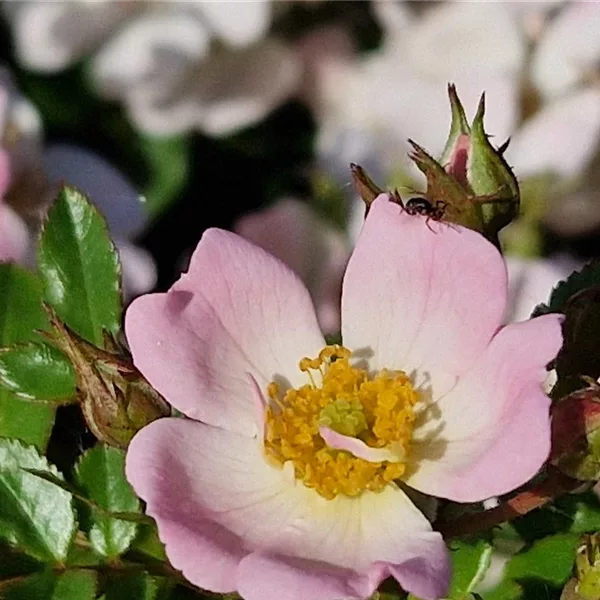Rosa 'Sternenhimmel' ®