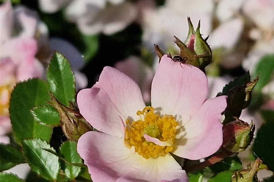 Rosa 'Sternenhimmel' ® 4,5 Liter Topf
