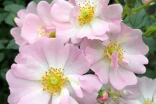 Rosa 'Sternenhimmel' ® 4,5 Liter Topf