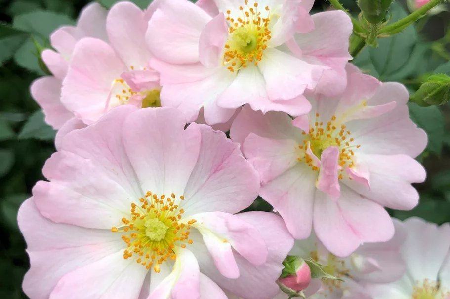 Rosa 'Sternenhimmel' ® 4,5 Liter Topf