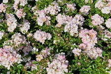 Rosa 'Sternenhimmel' ® 4,5 Liter Topf