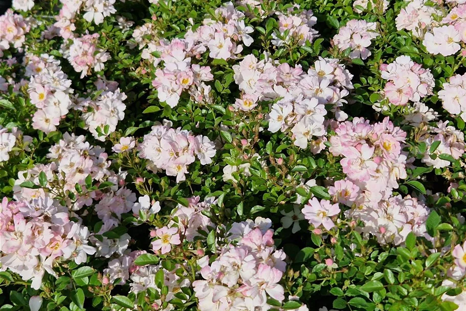 Rosa 'Sternenhimmel' ® 4,5 Liter Topf