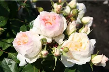 Rosa 'Stephanie Baronin zu Guttenbg.'® 4 Liter Topf