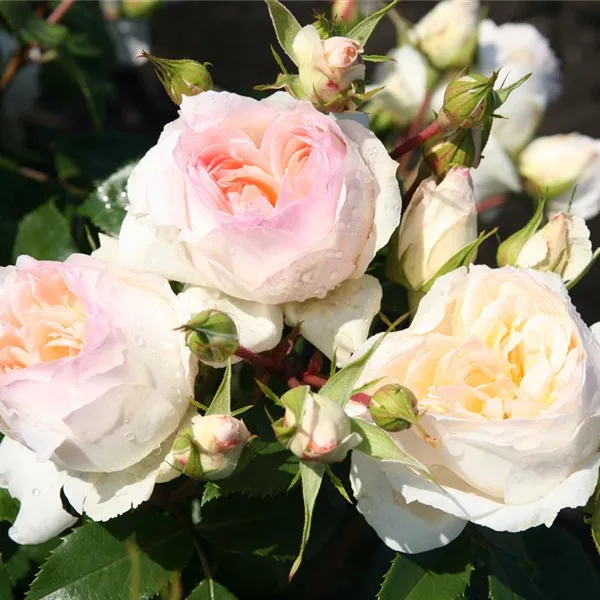 Rosa 'Stephanie Baronin zu Guttenbg.'®