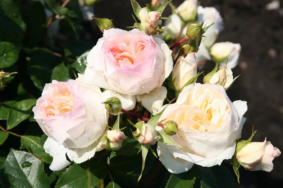 Rosa 'Stephanie Baronin zu Guttenbg.'® 4 Liter Topf