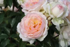 Rosa 'Stephanie Baronin zu Guttenbg.'® 4 Liter Topf