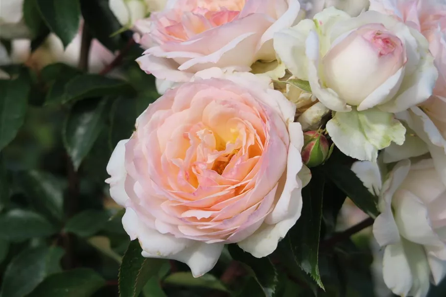 Rosa 'Stephanie Baronin zu Guttenbg.'® 4 Liter Topf