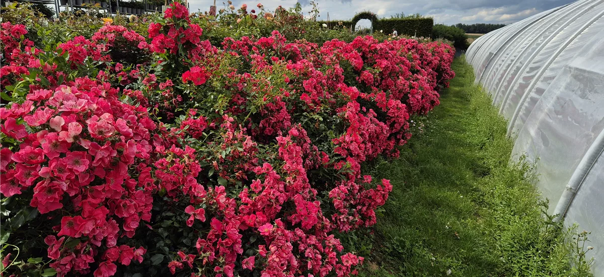 Rosa 'Stadt Rom' ® 4 Liter Topf