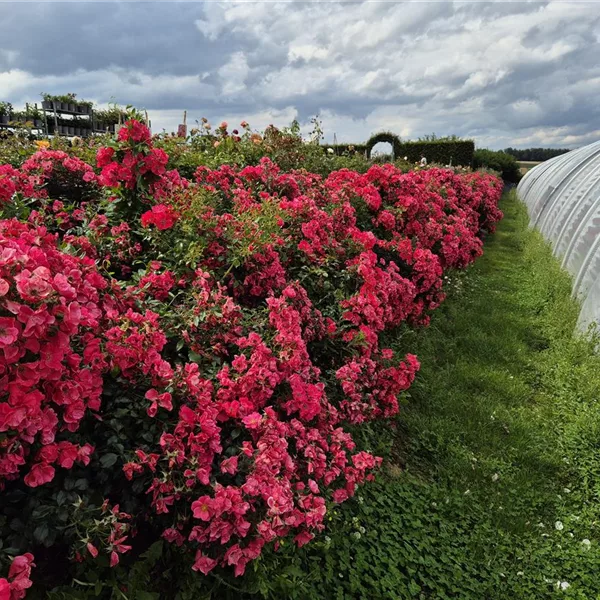 Rosa 'Stadt Rom' ®